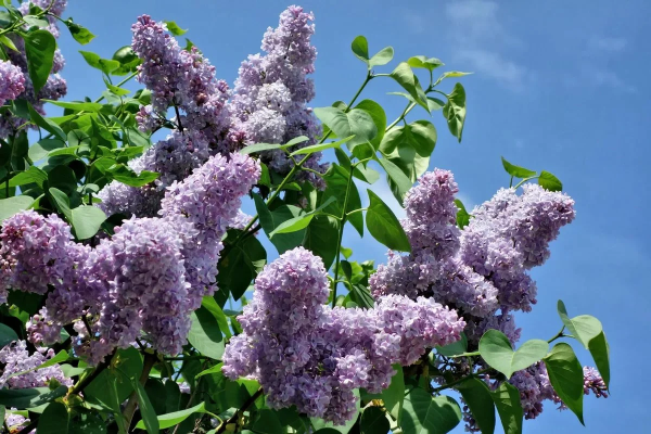 Сирень обыкновенная куст