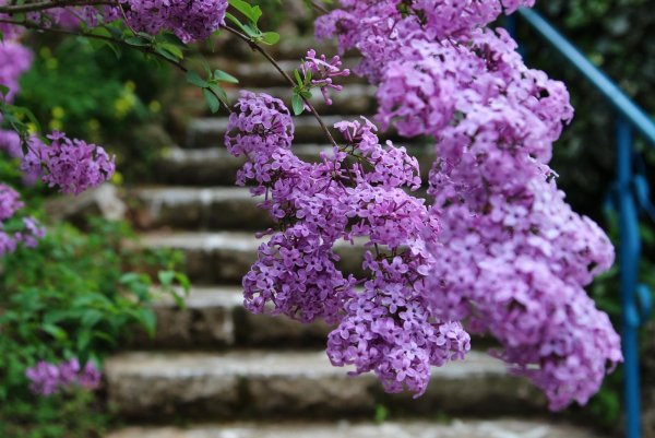 Сирень шаровидная