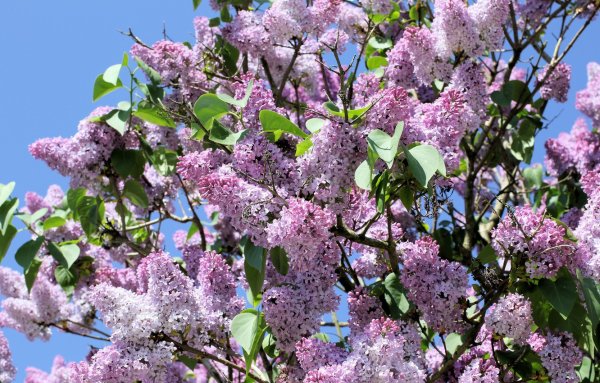 Сирень цветение куст