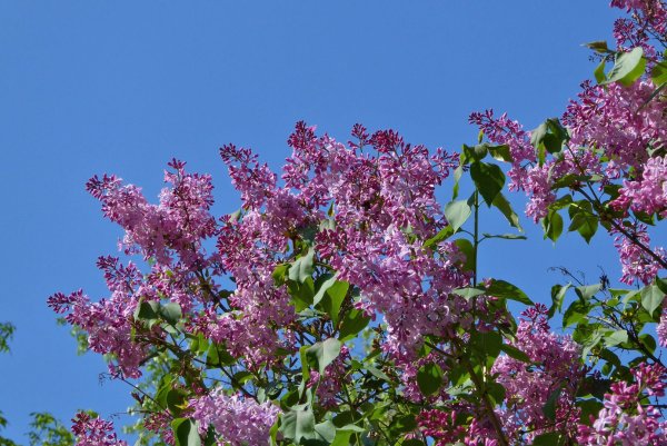 Сирень обыкновенная "Нина"