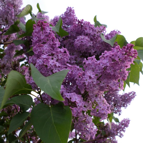 Сирень Кавур