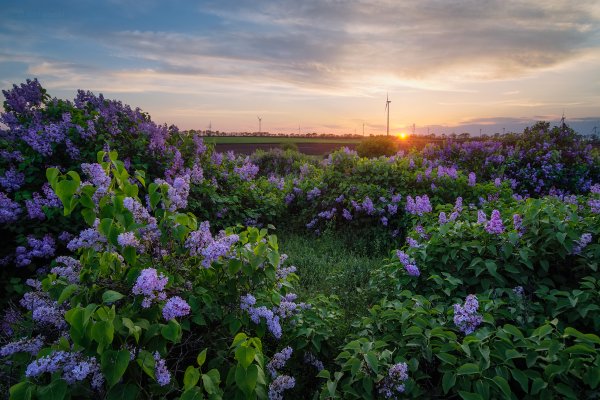 Весна цветы сирень