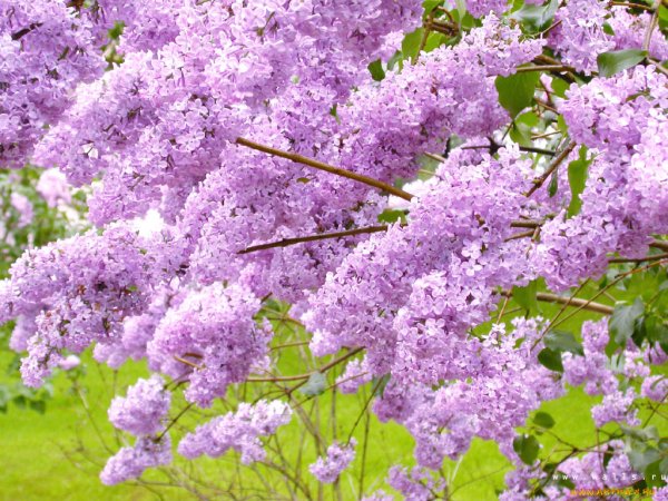 Сирень обыкновенная Индия