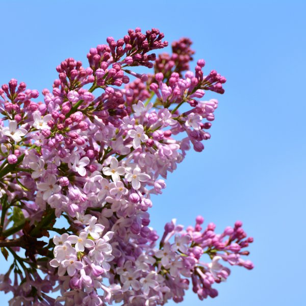 Сирень цветет