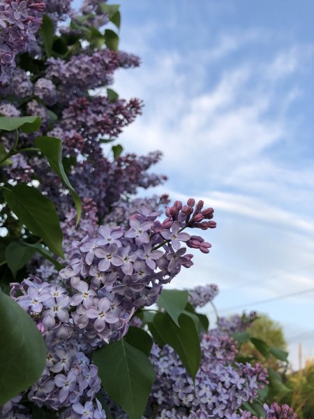 Весна сирень