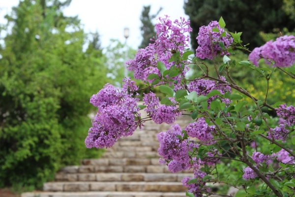Сирень в природе