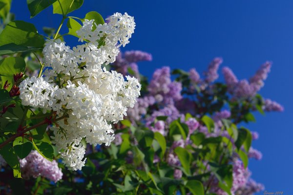 Сирень бургунди Квин