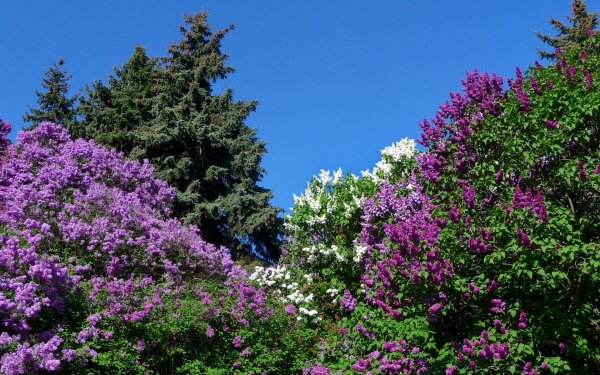 Сирень венгерская