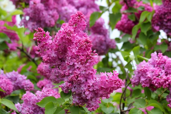 Сирень и Радуга