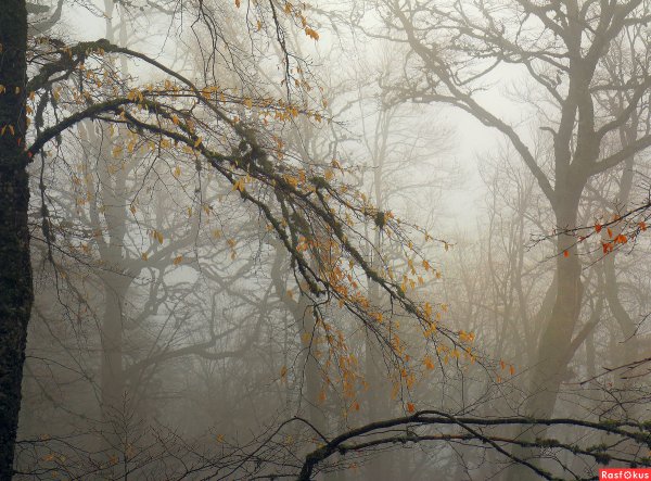 Весенний лес в тумане