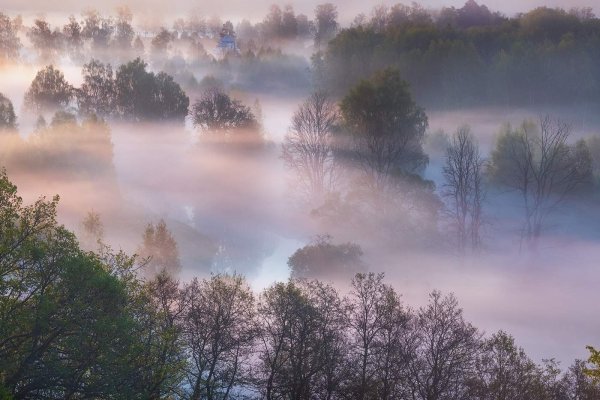 Деревья туман вода