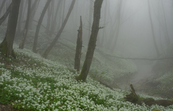 Туман в Петергофе