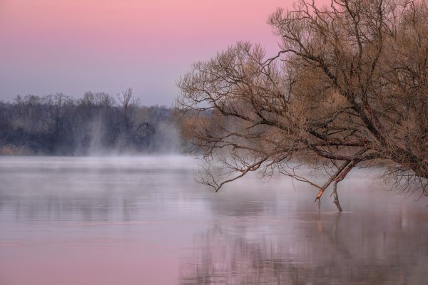 Природа лес