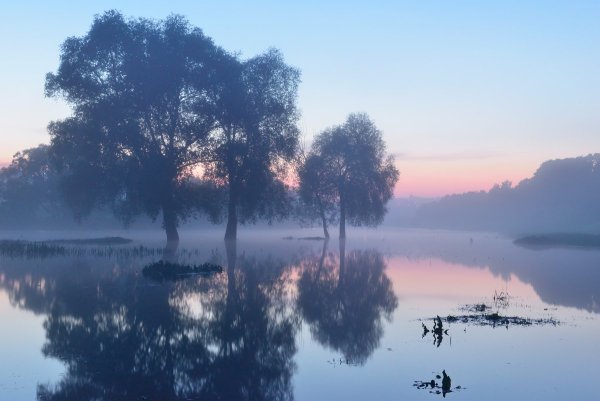 Весенний лес в тумане