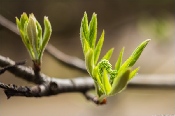 Распускаются листья на деревьях