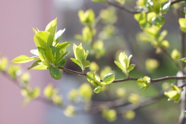 Распускаются листочки