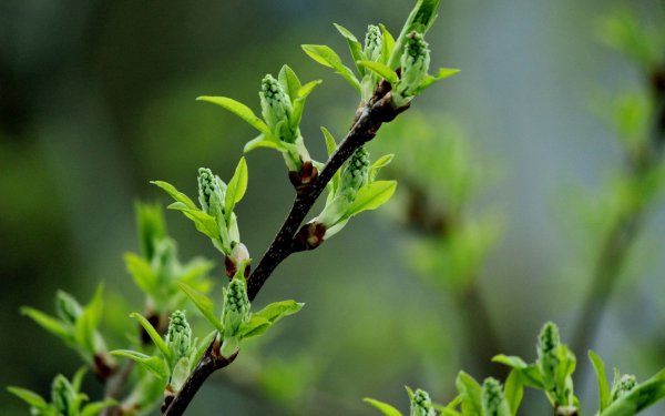 Деревья весной