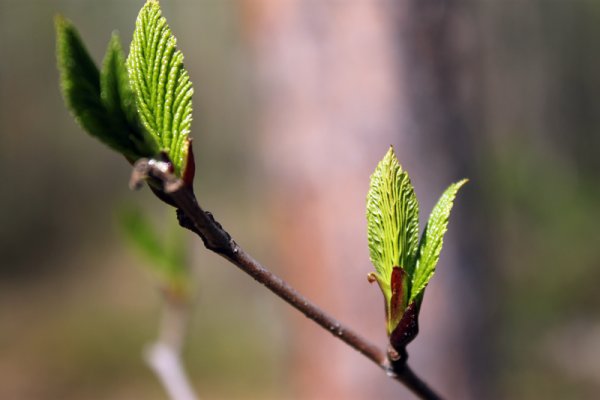 Весна почки распускаются