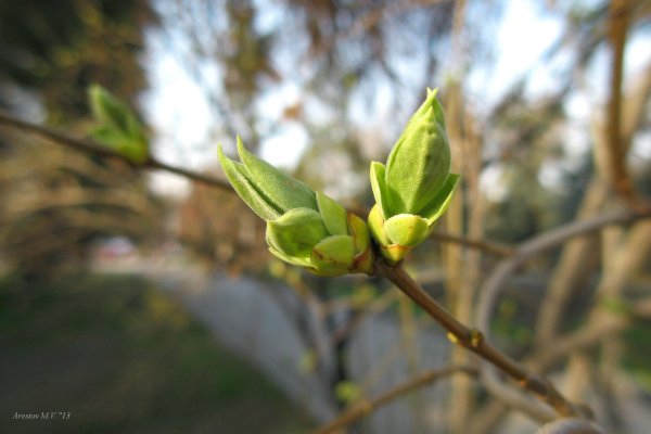 Распускание почек на деревьях