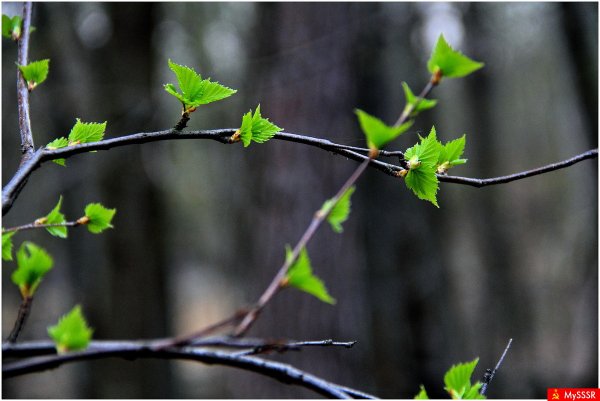 Красивые рисунки весны