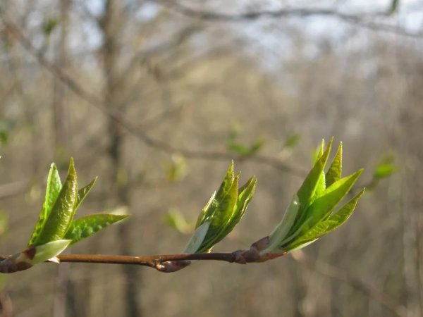 Почки черемухи