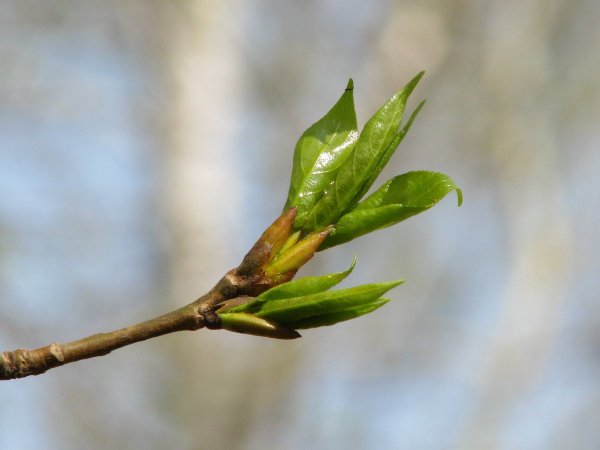 Тополь бальзамический побег с почками
