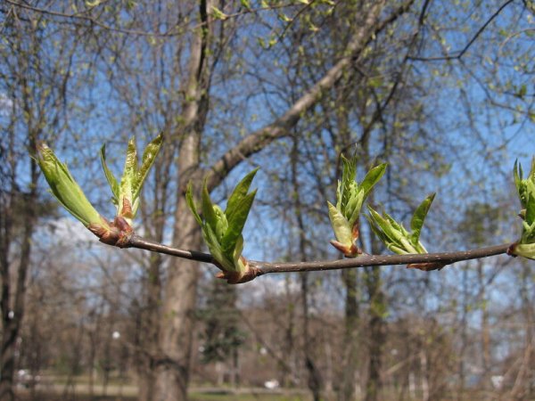 Первые листочки на деревьях