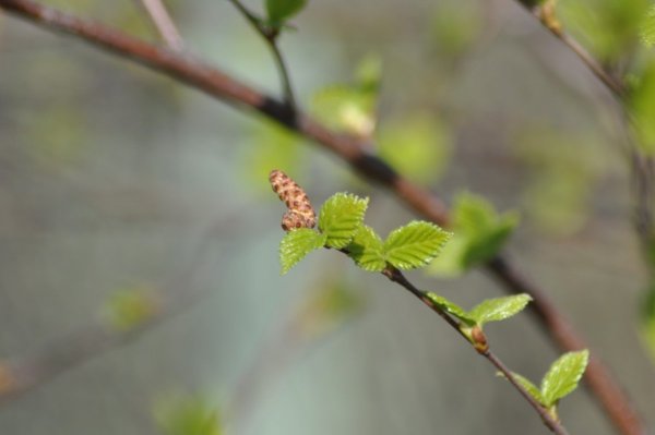 Распускание берёзовых почек