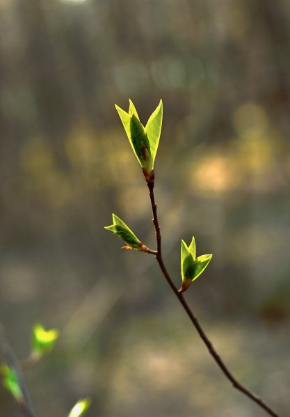 Весна первые листочки