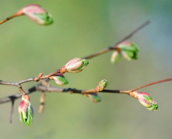 Весна почки на деревьях распускаются