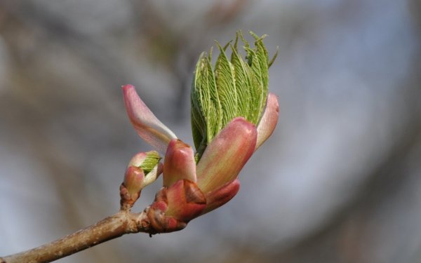 Распускание почек на деревьях весной