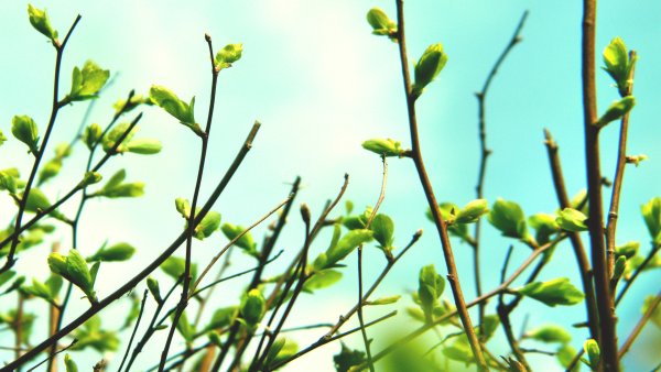 Весна первые листочки