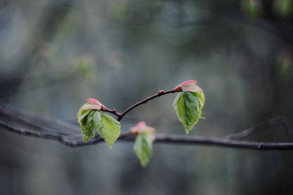 Распускание листьев на деревьях