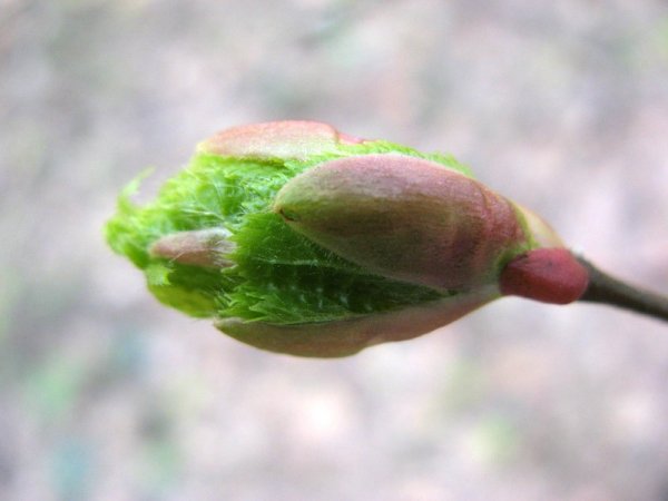 Почки распускаются