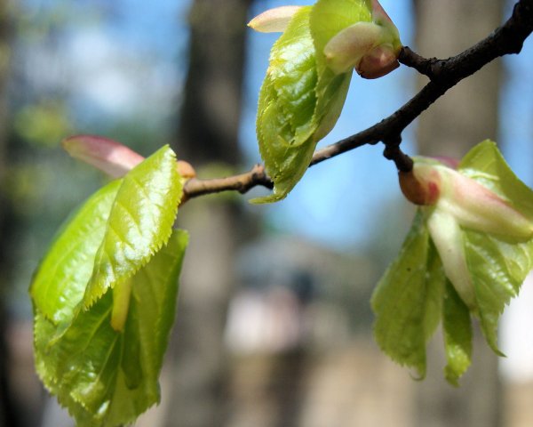 Первые листочки на деревьях