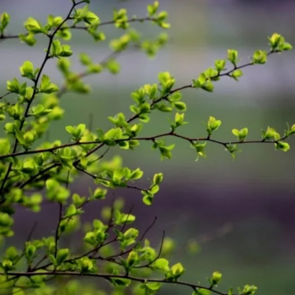 Первая Весенняя зелень