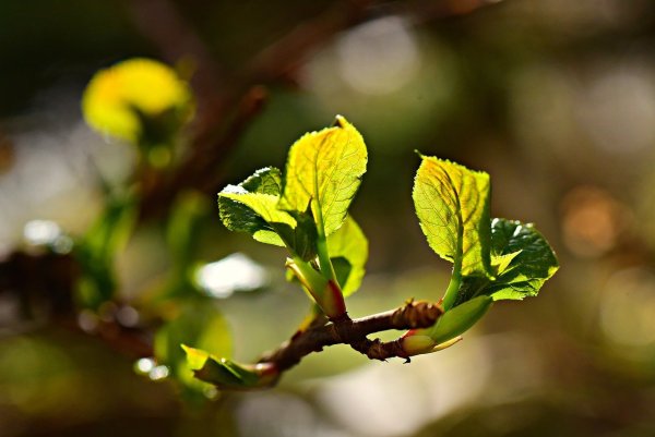 Молодая листва фото