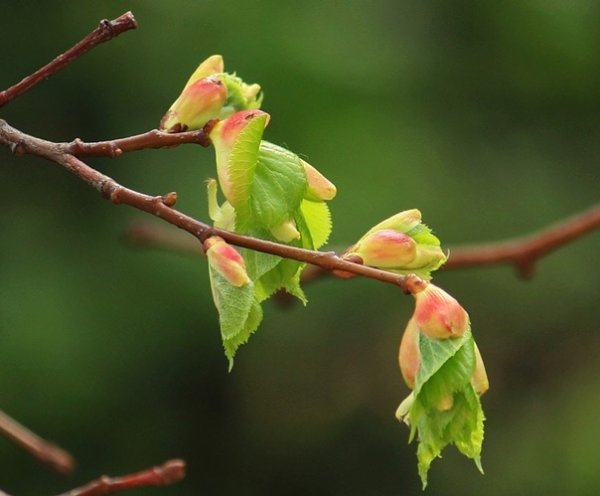 Распускаются листочки