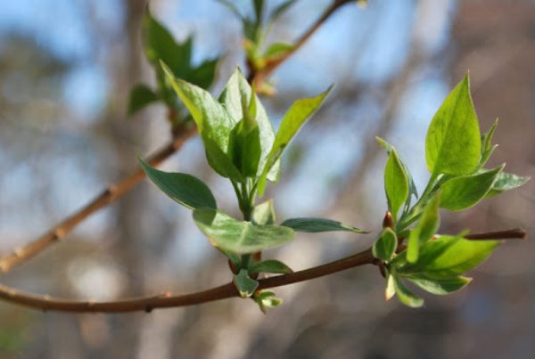 Распускаются листочки
