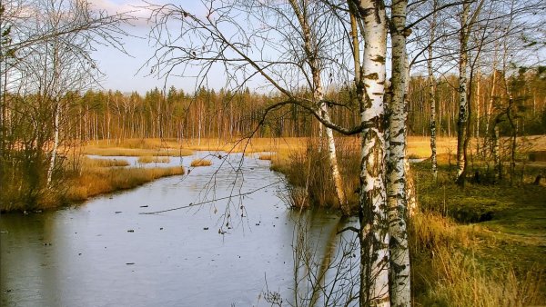 Природа березы река