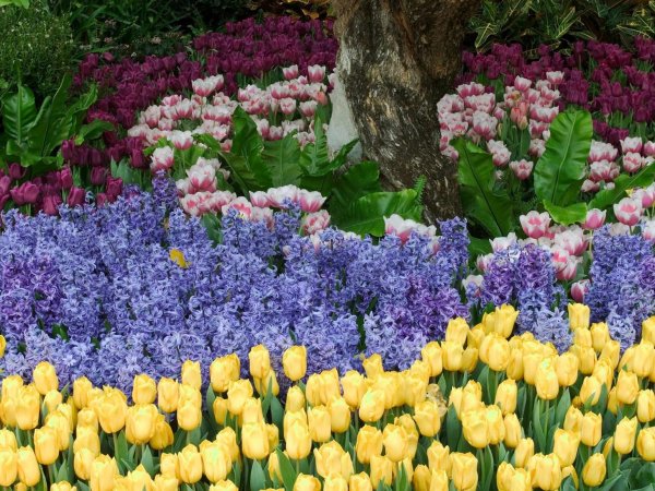 Мускари Крокус тюльпан гиацинт