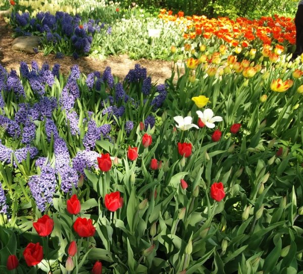 Весенние цветники