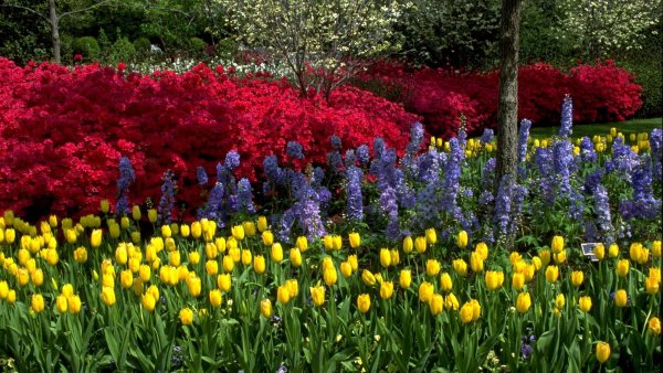 Весенние цветы на клумбе