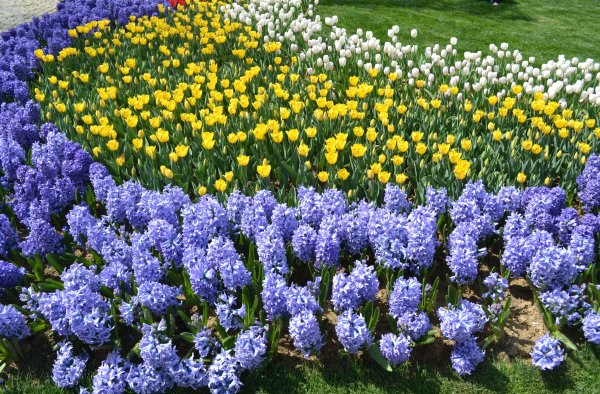 Мускари крокусы тюльпаны нарциссы