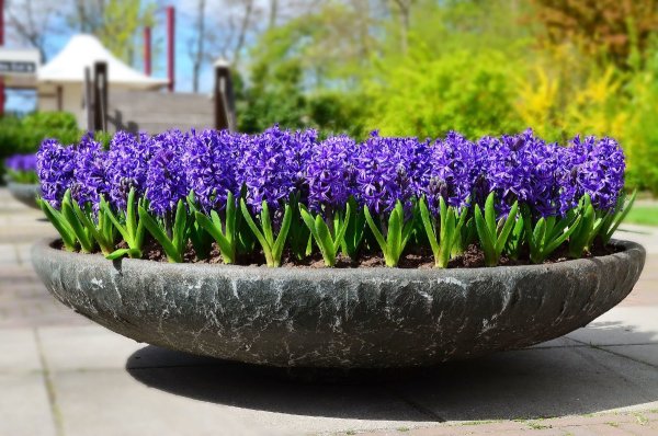 Мускари Крокус тюльпан гиацинт