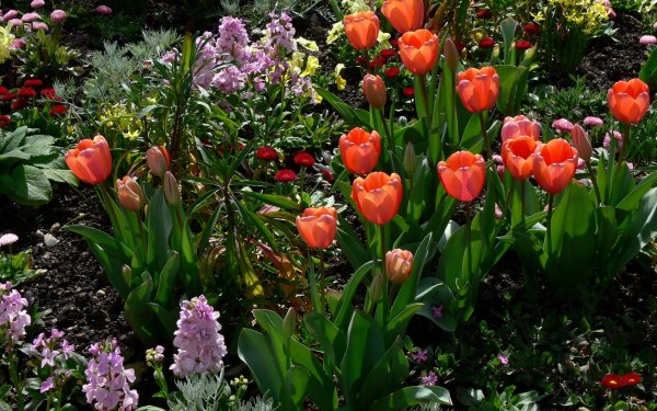 Тюльпан многоцветковый Флеминг клаб