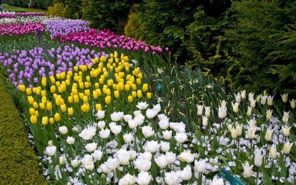 Кекенхоф парк гиацинт