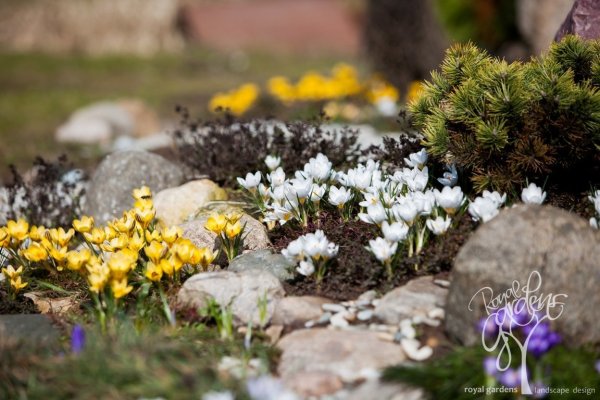 Альпийская горка тюльпан Нарцисс Крокус