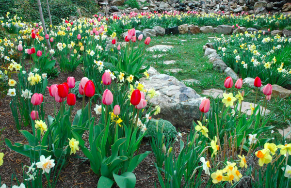 Миксбордер тюльпаны крокусы нарциссы