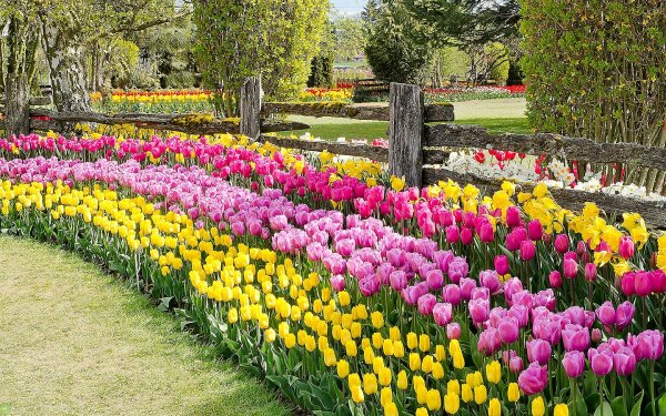 Рабатка с тюльпанами